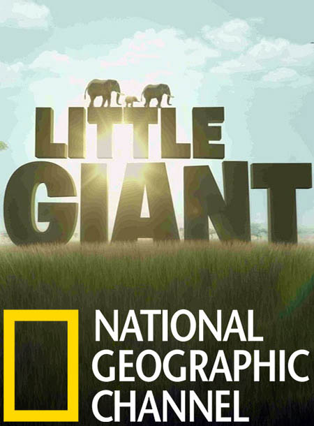 دانلود مستند Little Giant 2016