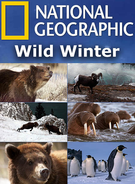 دانلود مستند Wild Winter 2017